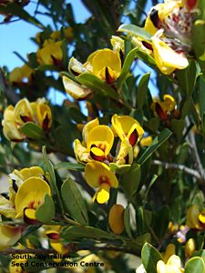 Pultenaea daphnoides flowers Flinders Chase